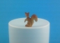 Preview: Eichhörnchen